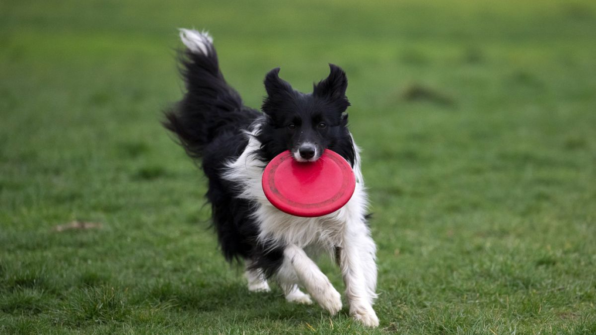 Canines understand everytime you communicate to them – analysis