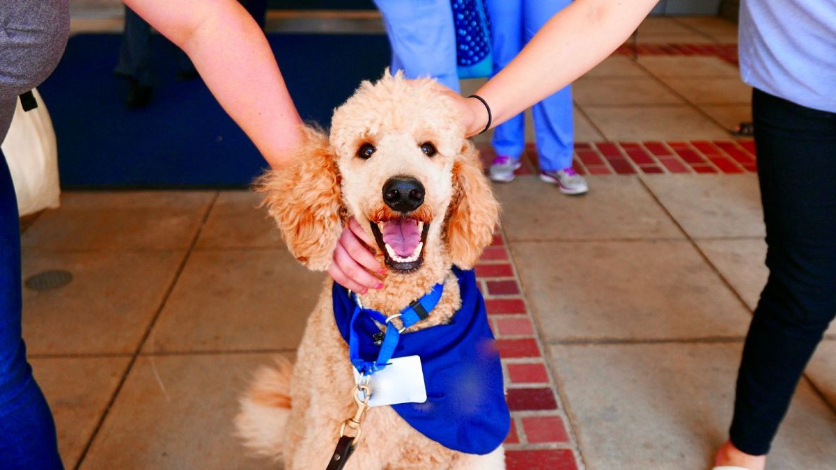 Spending time with a canine reduces stress and can enhance focus, analysis finds