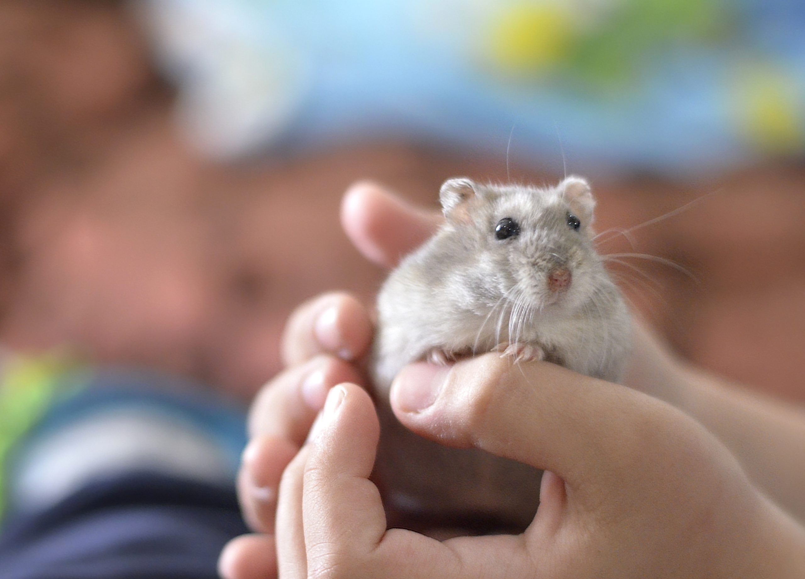 Hamster Snuggling With Napping Proprietor Melts Net