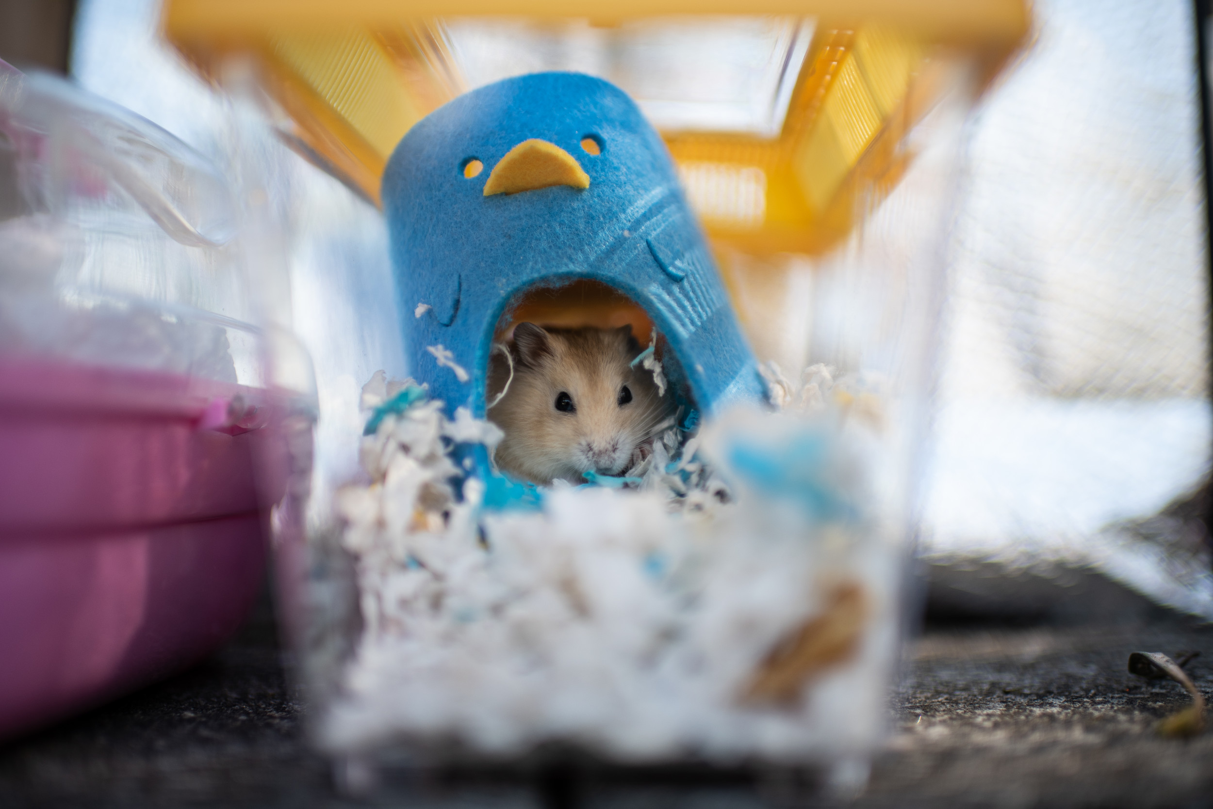 Pet Hamsters Are Being Set Free Ahead of Giant Cull to Stop COVID Unfold