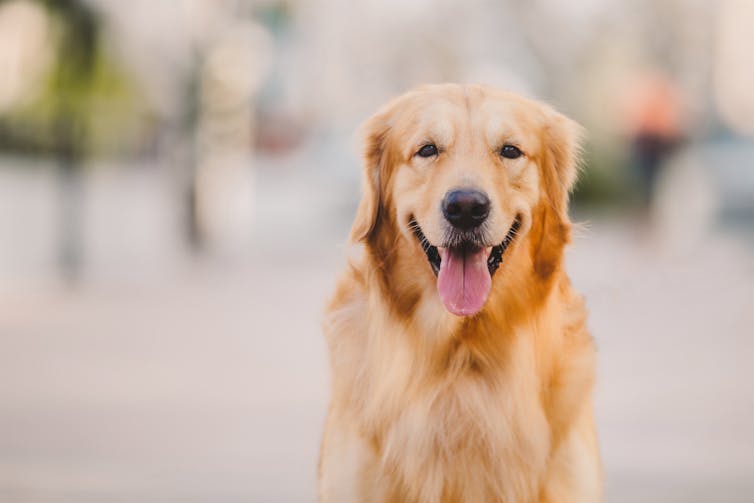 A smiling golden retriever