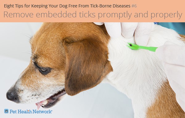 Eight Solutions for Retaining Your Canine Free From Tick-Borne Sicknesses