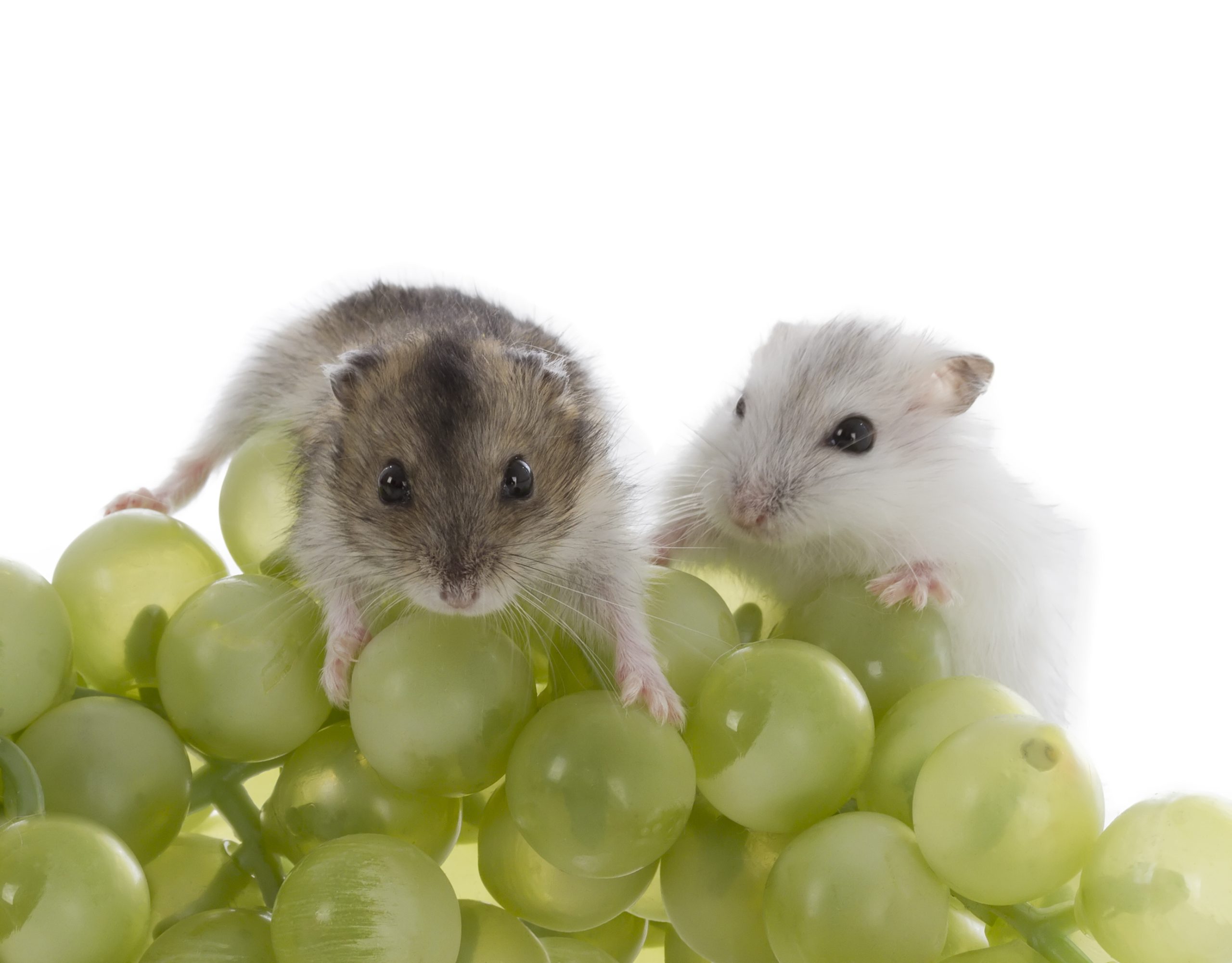 Can Hamsters Eat Grapes? All the Fruits and Meals Your Pet Can (and Can’t) Eat