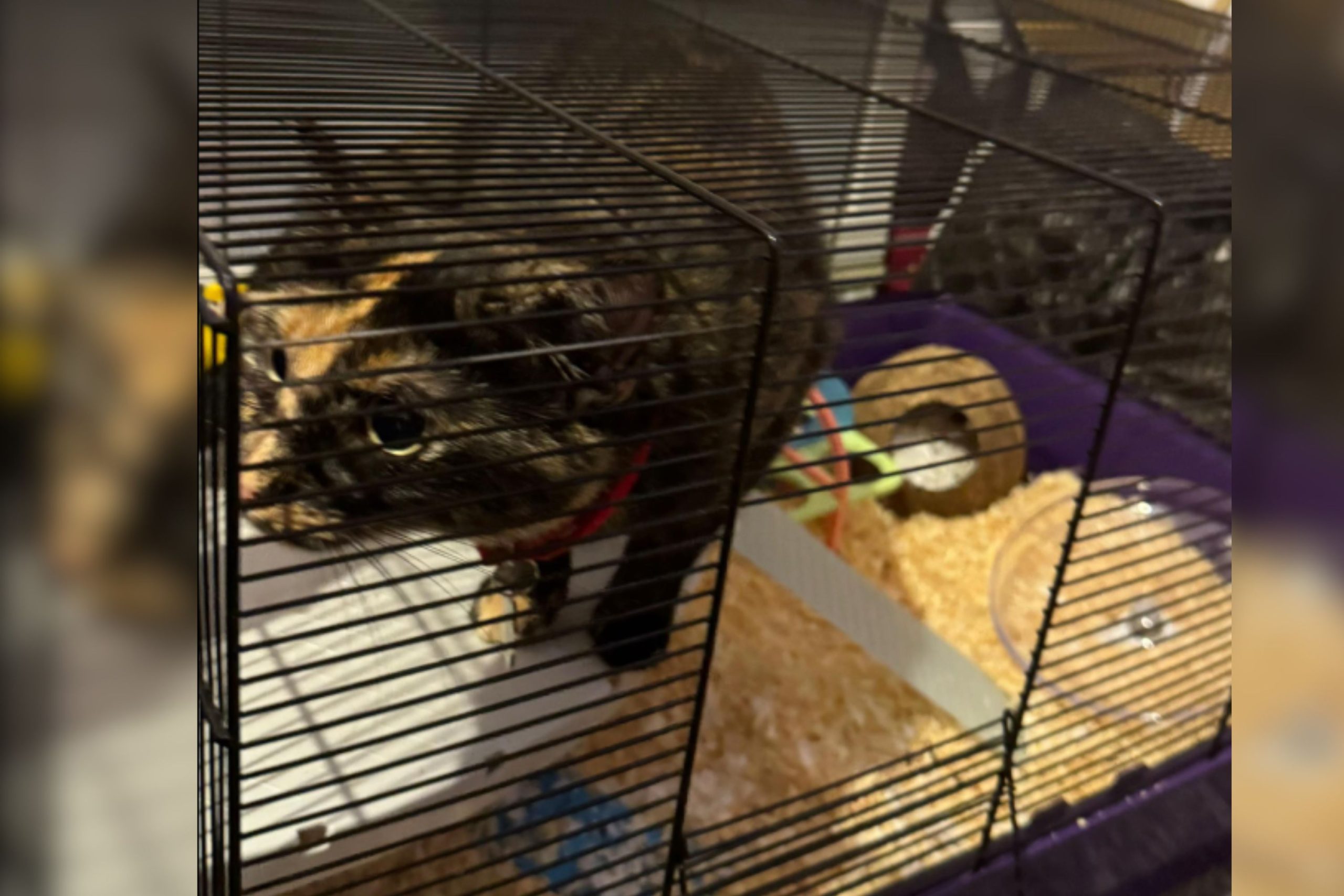 Proprietor Pulls Hamster Out to Clear Cage—Cat Shortly Claims New Territory