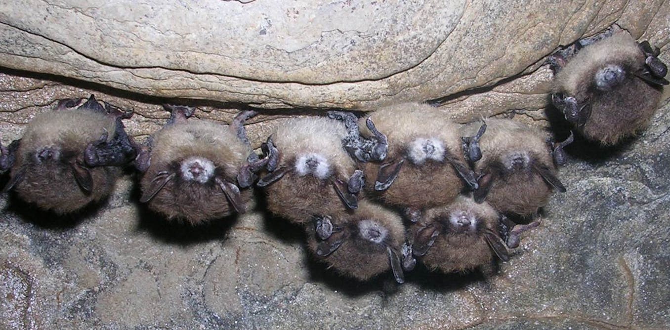 White nostril syndrome is killing thousands and thousands of bats by way of a contagious fungus – right here’s how you can cease it