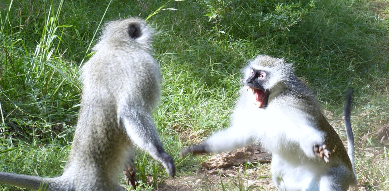 Why monkeys assault sick members of their troop – and don’t socially distance in any respect