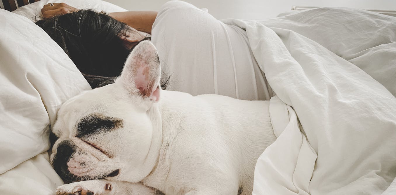 Would possibly sharing a mattress room collectively along with your pets be preserving you from getting an incredible night time time’s sleep?