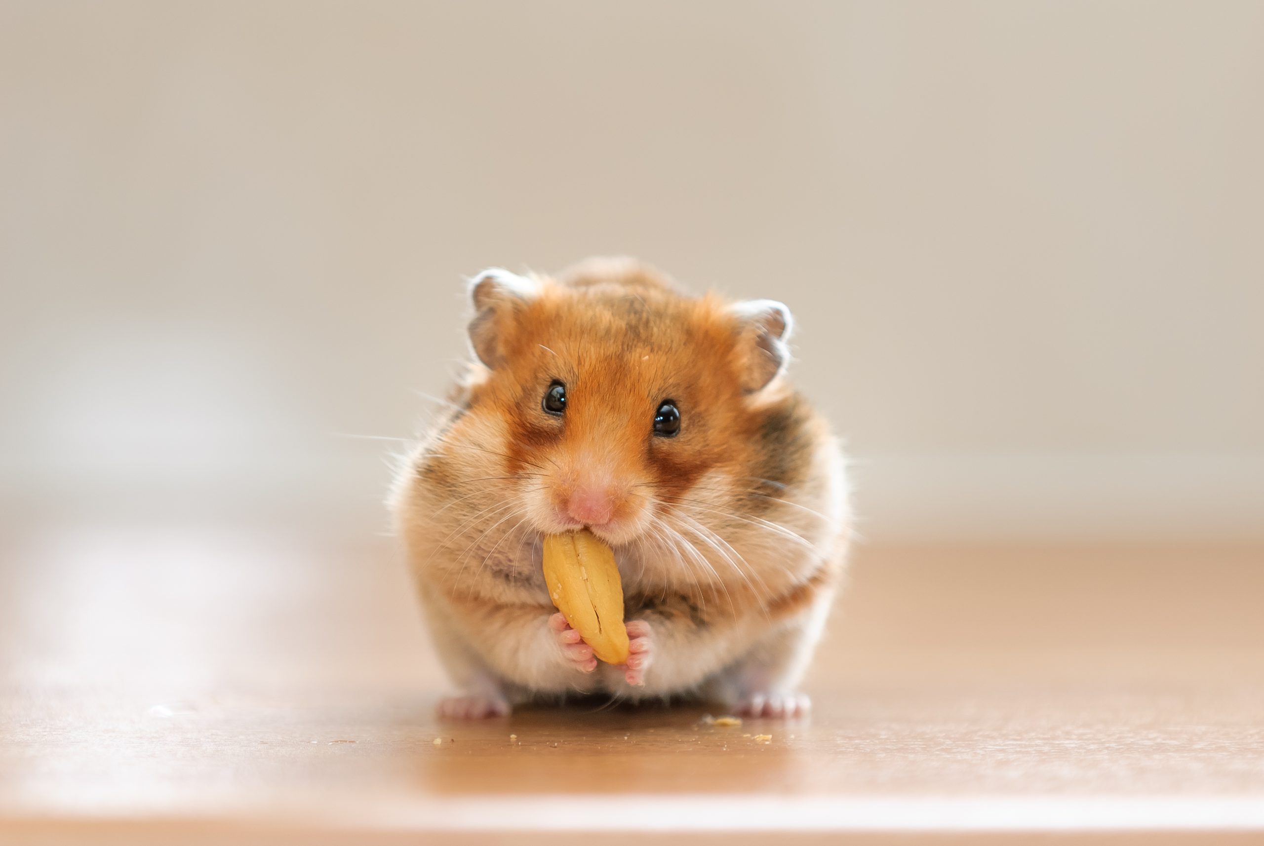 Web Obsessed With Hamster Having fun with Spa Day—’Residing the Excessive Life’