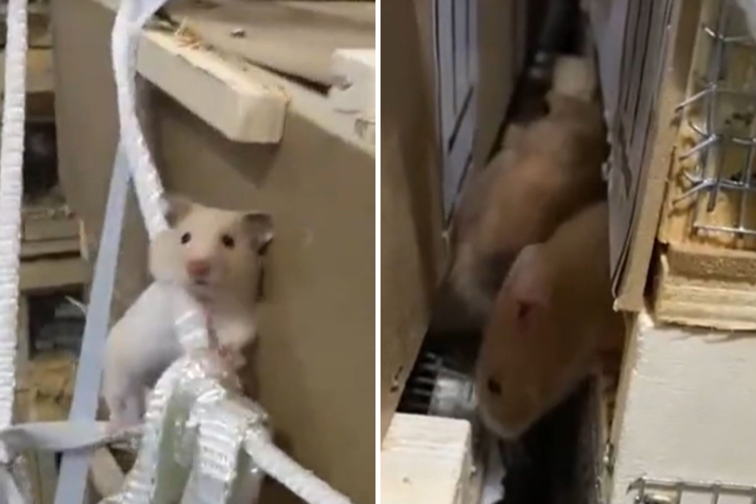 Flight Grounded As A complete bunch of Hamsters Escape in Cargo Preserve ‘Jail Break’