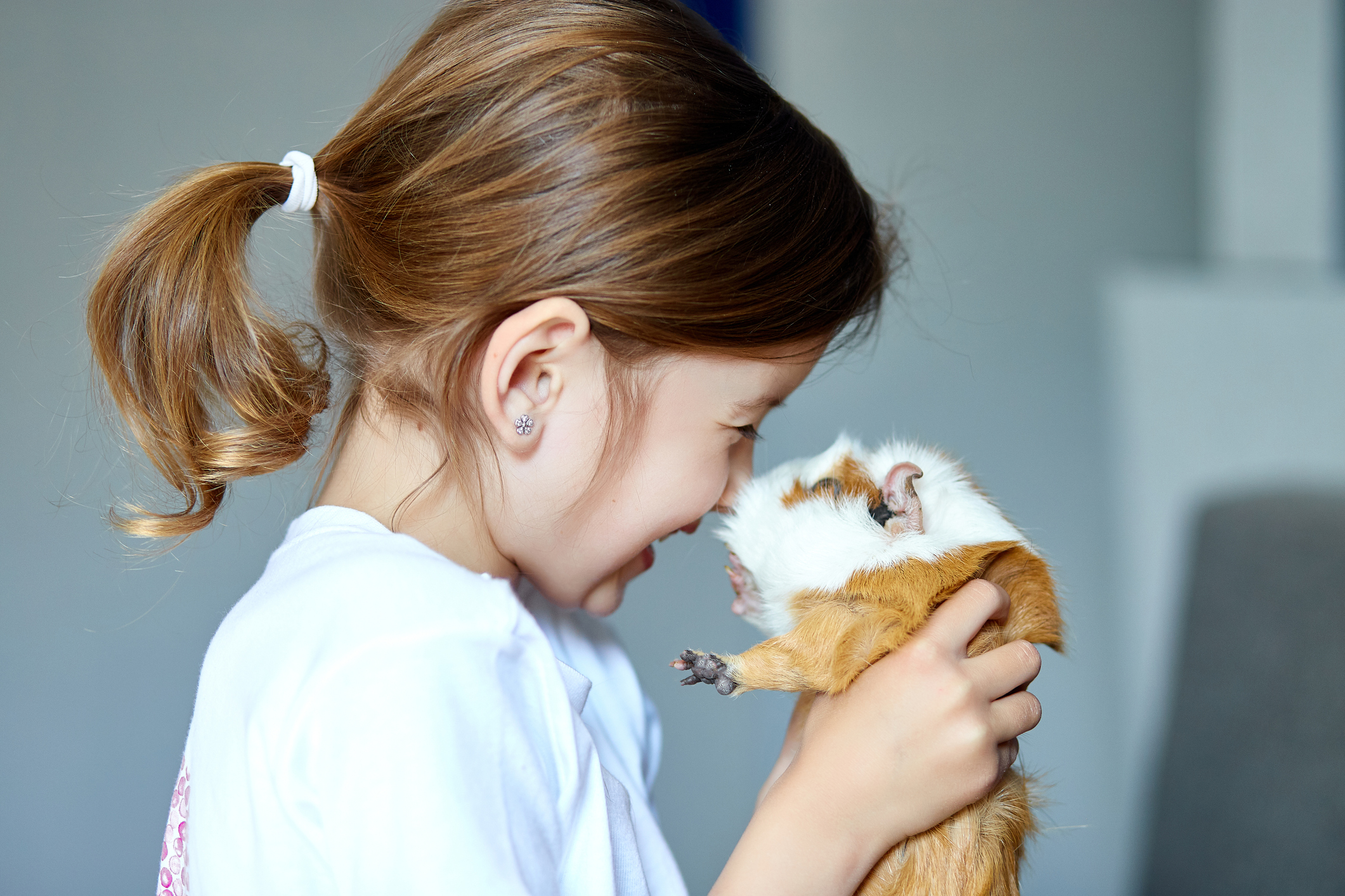 Hamsters Vs Guinea Pigs — Which Makes the Finest Pet for Youngsters?