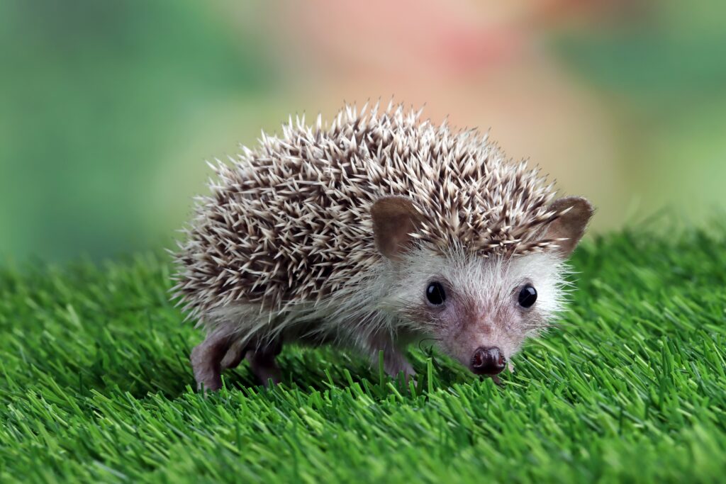 All You Want To Know About Hedgehogs