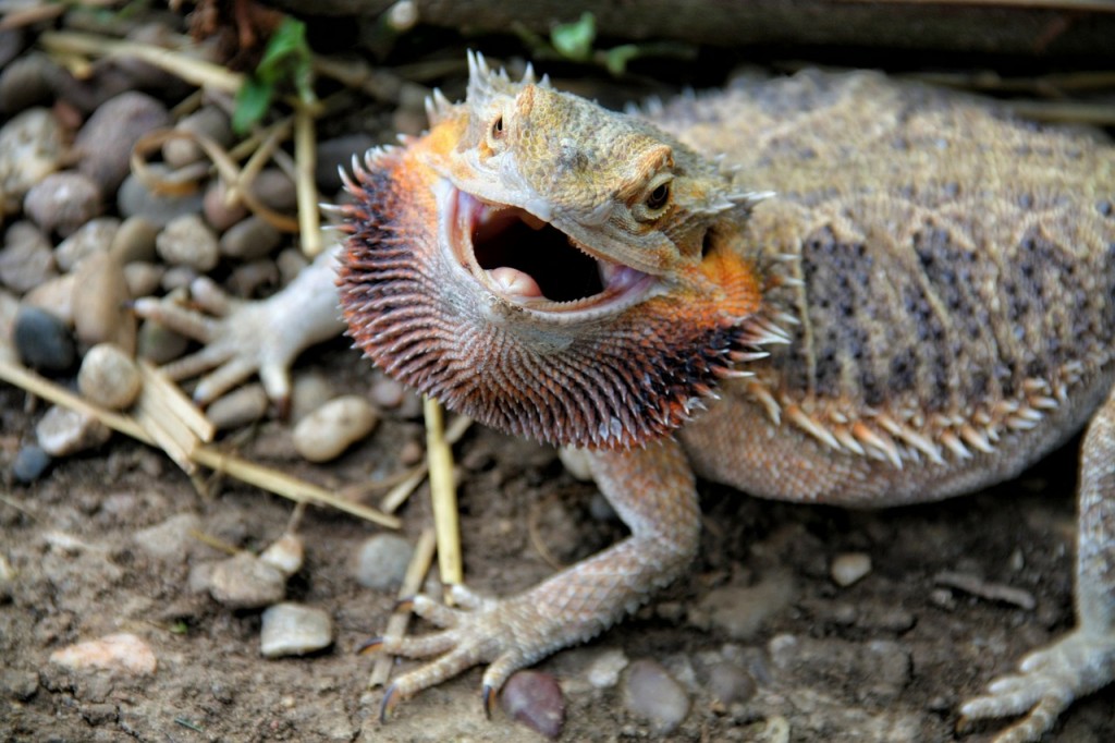 Full Bearded Dragon Care Information