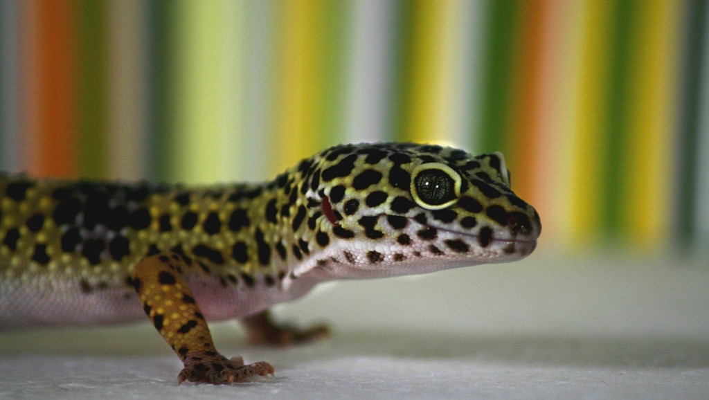 Full Information To Leopard Gecko Care