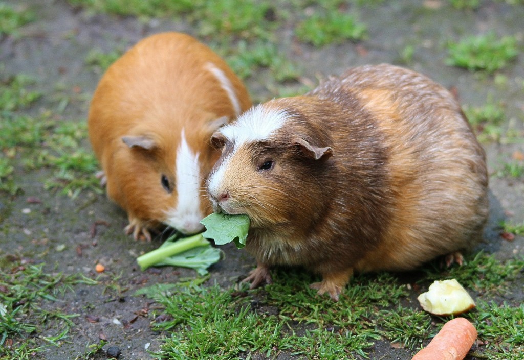 How To Care For Your Guinea Pig