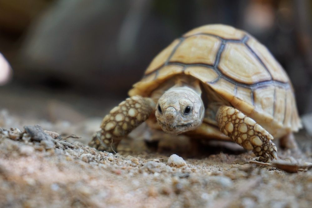 The right way to Care in your Tortoise