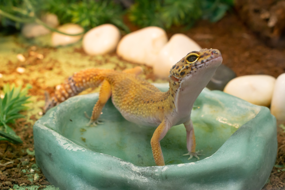 Conserving Leopard Geckos